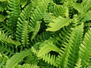 Blechnum spicant