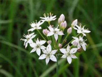 Allium tuberosum