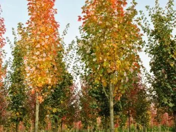 Acer rubrum 'Bowhall'