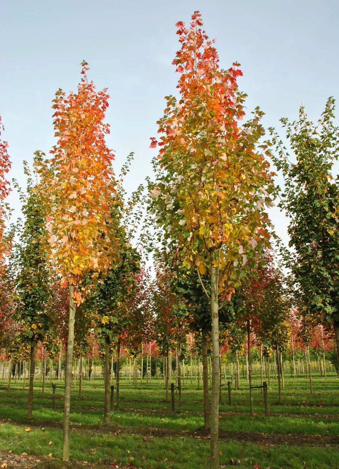 Acer rubrum 'Bowhall'