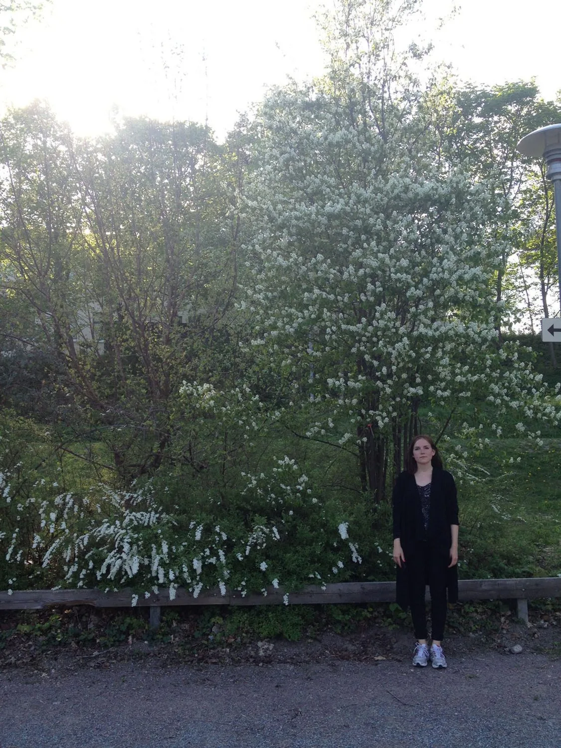 Amelanchier spicata fk Falun E