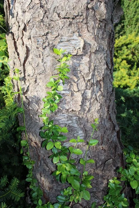 Euonymus fortunei 'Radicans' - Bild 3