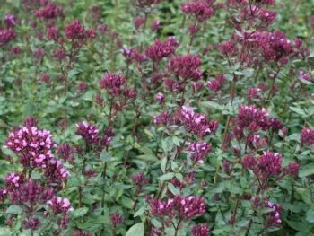 Origanum laevigatum 'Rosenkuppel'