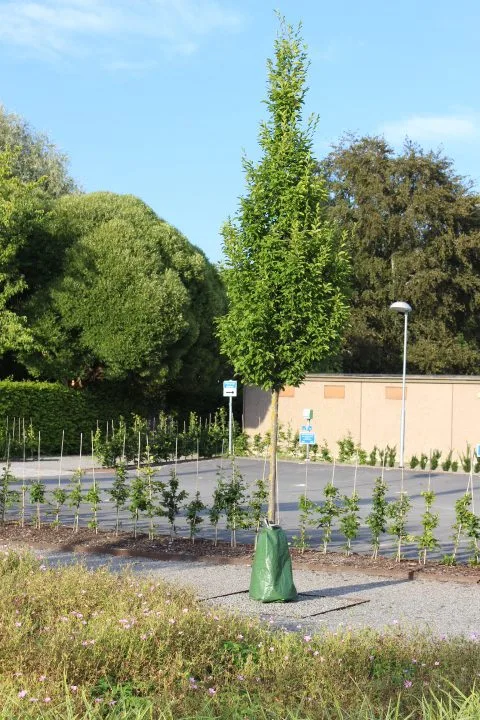 Carpinus betulus 'Fastigiata' - Image 3