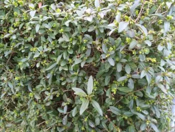 Ligustrum