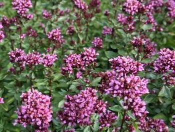 Origanum laevigatum 'Herrenhausen'