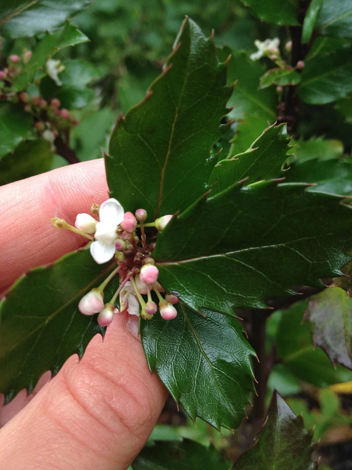 Ilex aquifolium 'Blue Prince' - Bild 3