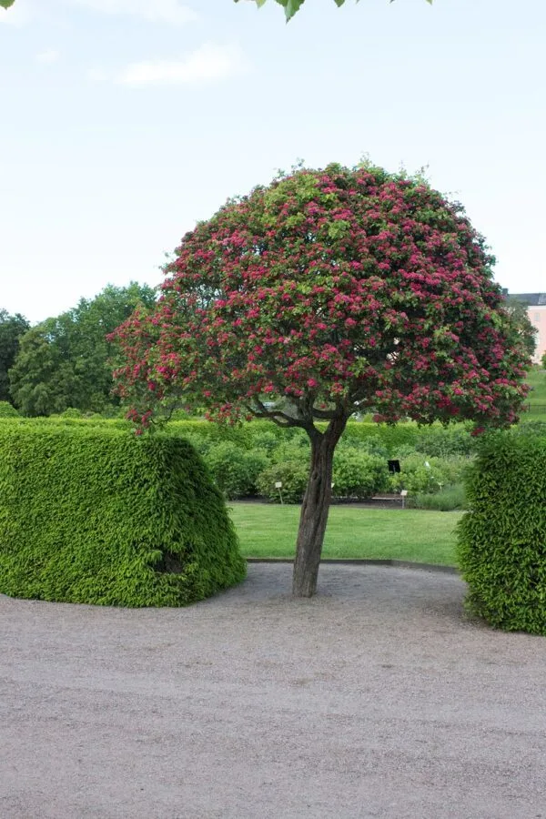 Crataegus x media 'Paul's Scarlet' - Image 4