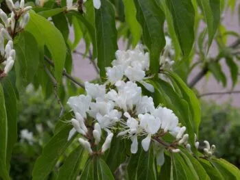 Lonicera maackii 'Kristall' E