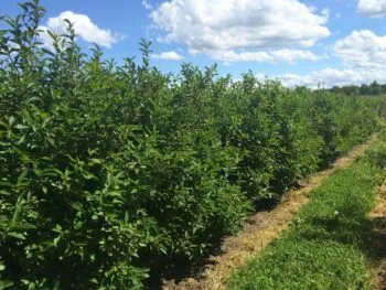 Lonicera involucrata 'Lycksele' E