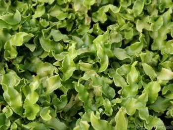 Asplenium scolopendrium 'Undulatum'