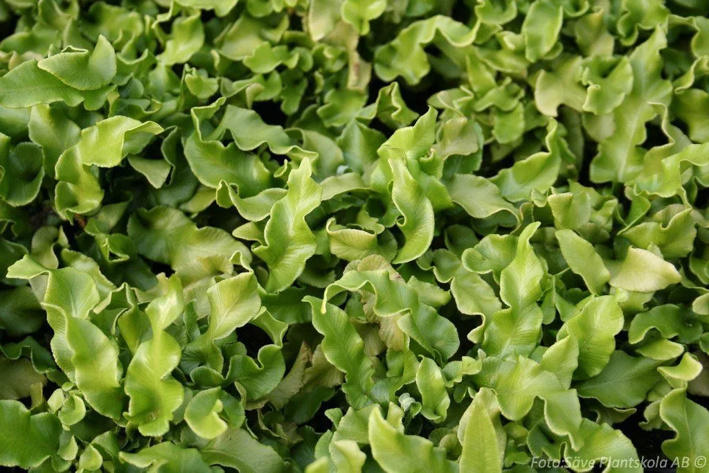 Asplenium scolopendrium 'Undulatum'