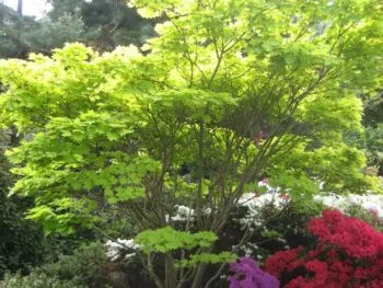 Acer shirasawanum 'Aureum'