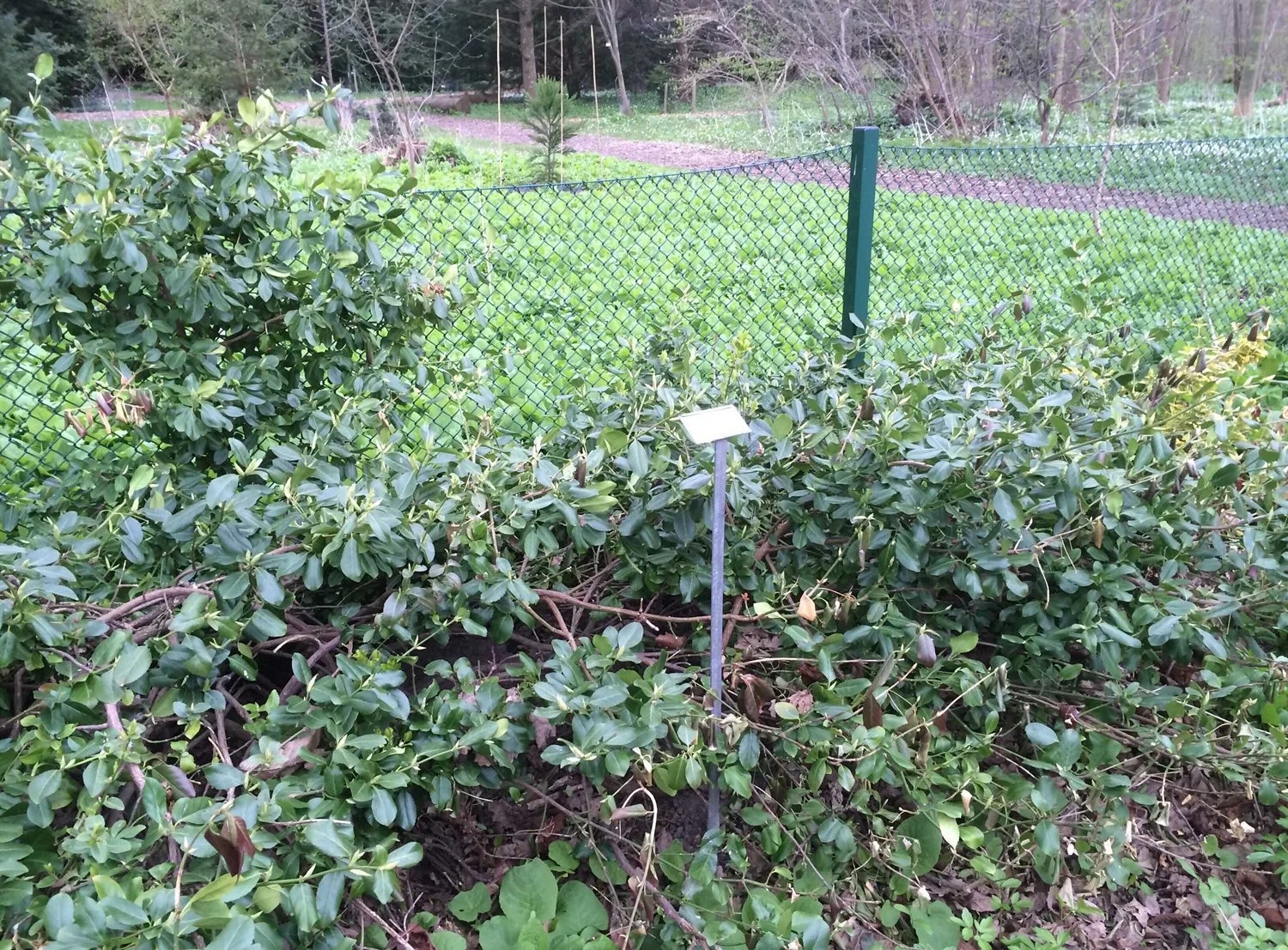 Euonymus fortunei 'Radicans' - Bild 2