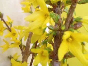 Forsythia