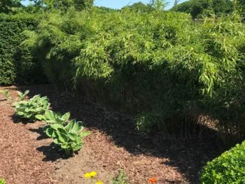 Fargesia murieliae 'Simba'