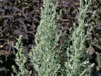 Artemisia absinthium