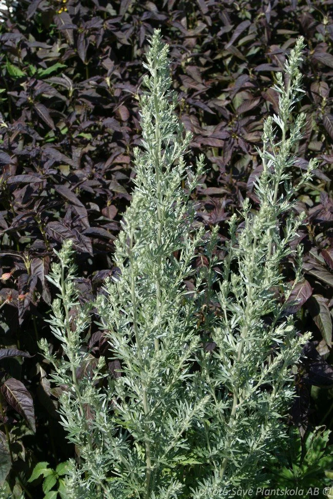 Artemisia absinthium