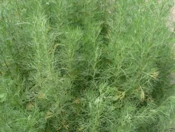 Artemisia abrotanum