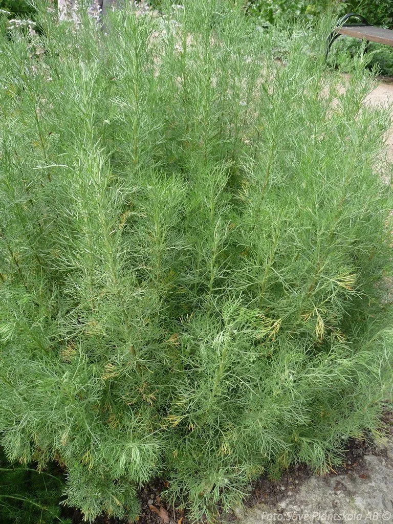 Artemisia abrotanum