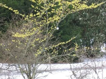 Hamamelis intermedia 'Pallida'