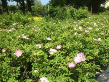 Rosa 'Fru Dagmar Hastrup'