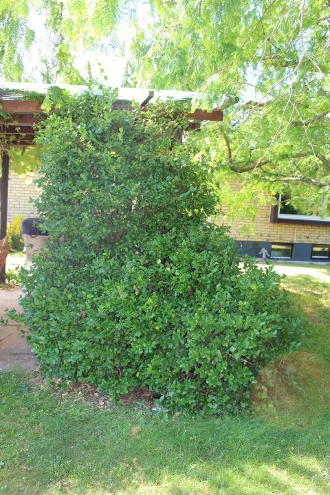 Euonymus fortunei 'Radicans'