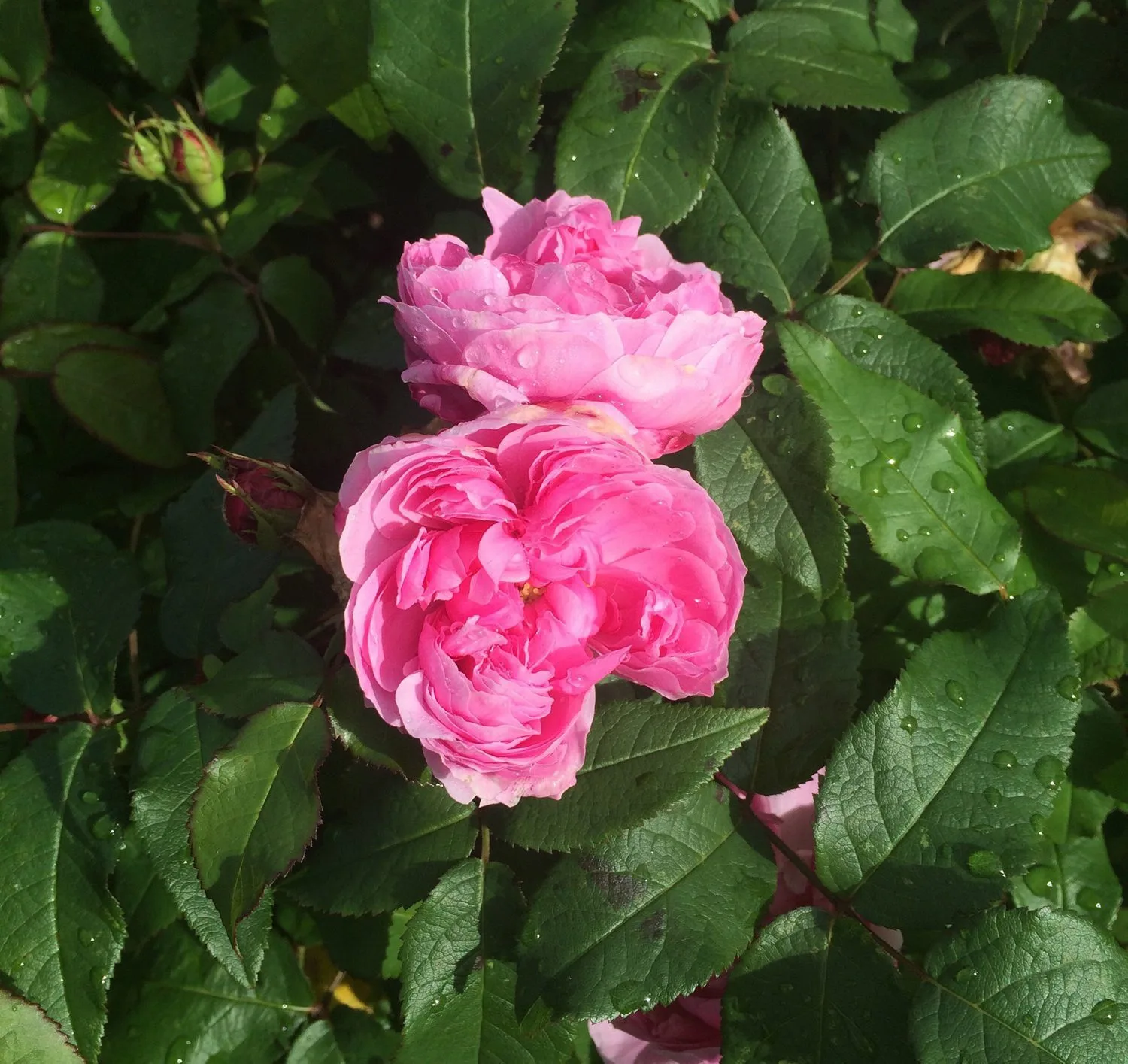 Rosa 'Jacques Cartier'