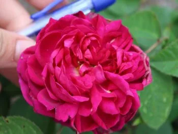 Rosa 'Rose de Rescht'