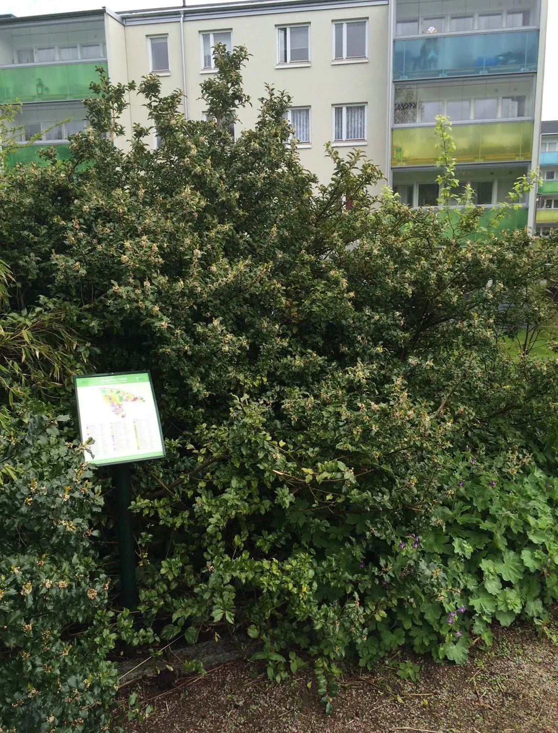 Ilex aquifolium 'Blue Prince'