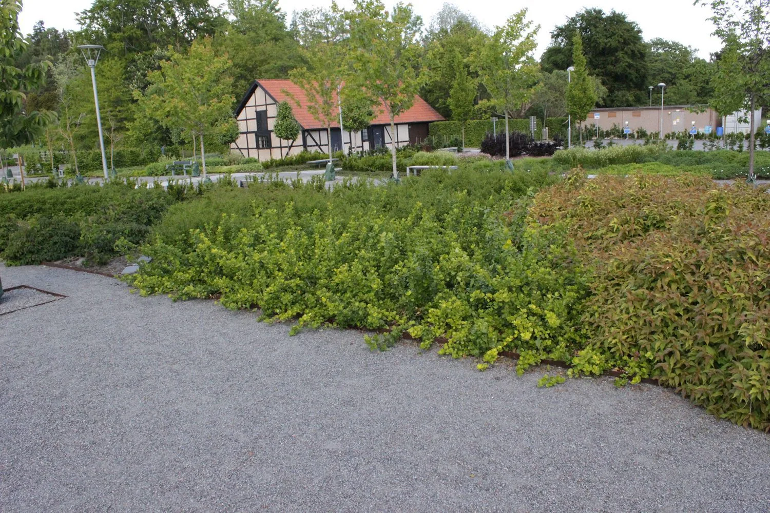 Euonymus fortunei 'Vegetus' - Image 3
