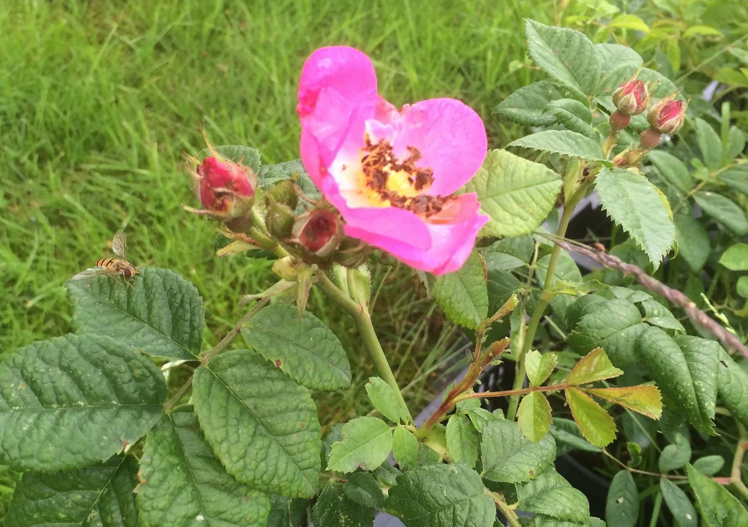 Rosa 'Max Graf'