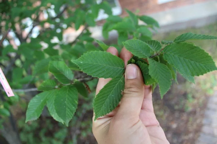 Carpinus betulus 'Fastigiata' - Image 2