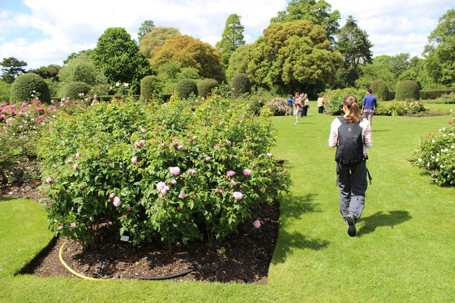 Rosa 'Jacques Cartier' - Image 2