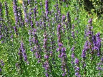 Hyssopus officinalis