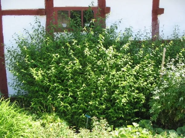 Kalmia latifolia