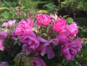 Rosa 'Pink Grootendoorst'