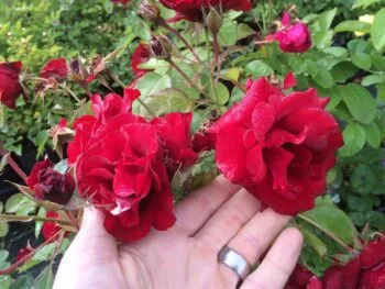 Rosa 'Hansaland'