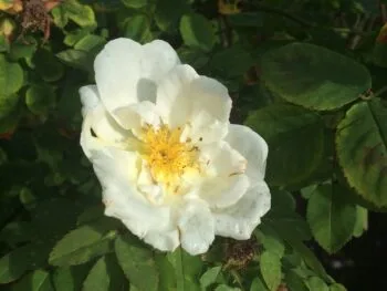 Rosa 'Nevada'