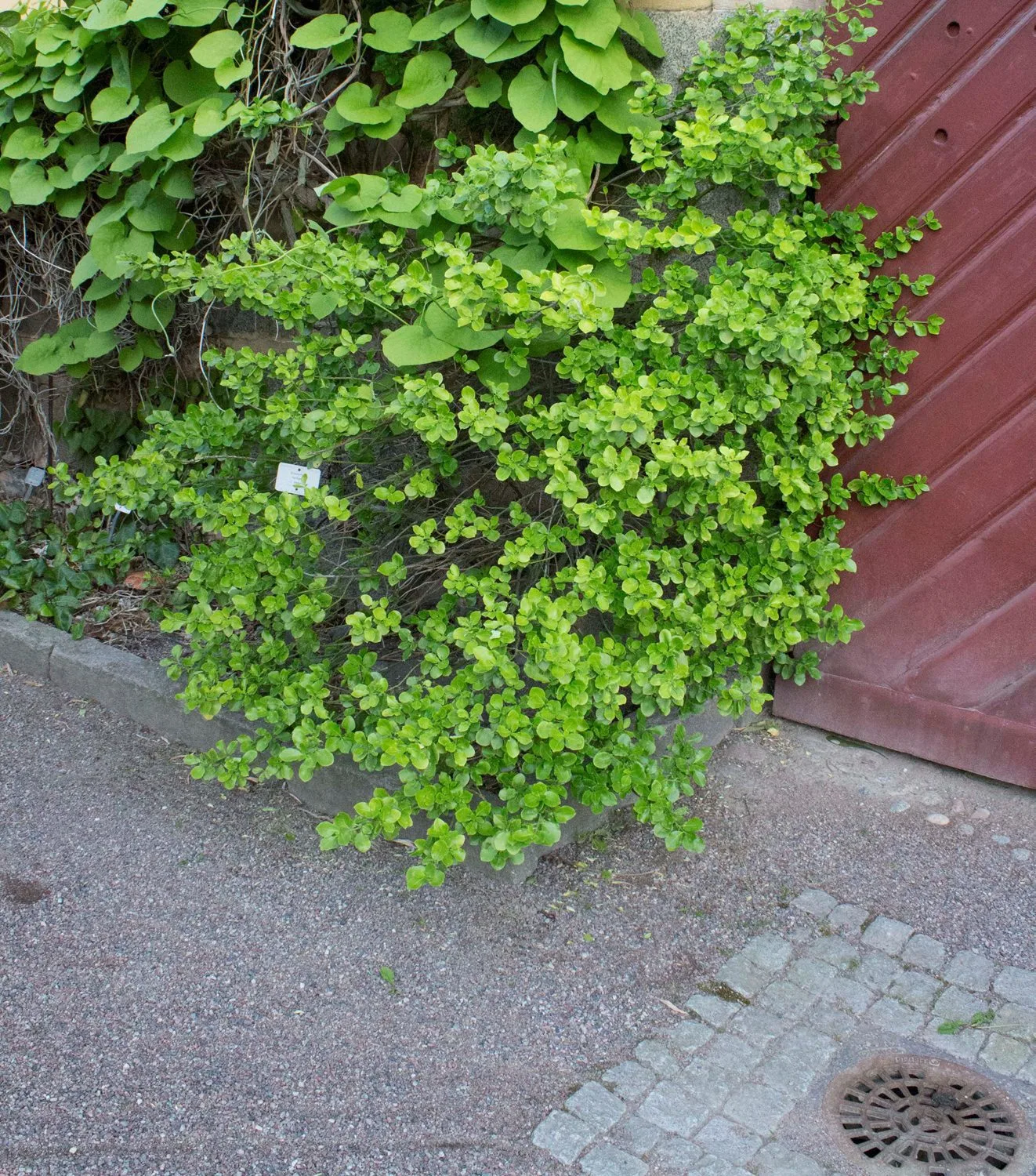 Euonymus fortunei 'Vegetus'