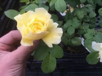 Rosa 'Gelbe Dagmar Hastrup'