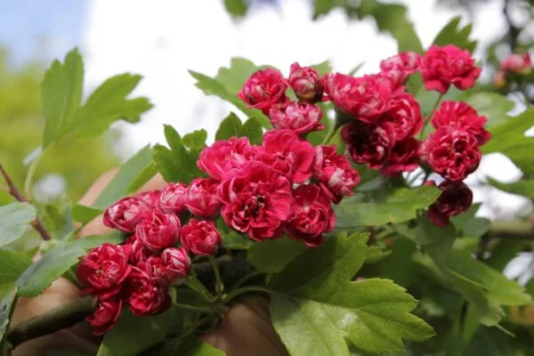 Crataegus x media 'Paul's Scarlet' - Image 2