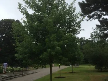 Acer saccharinum 'Laciniatum Wieri'