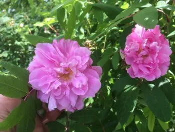 Rosa 'Thérèse Bugnet'