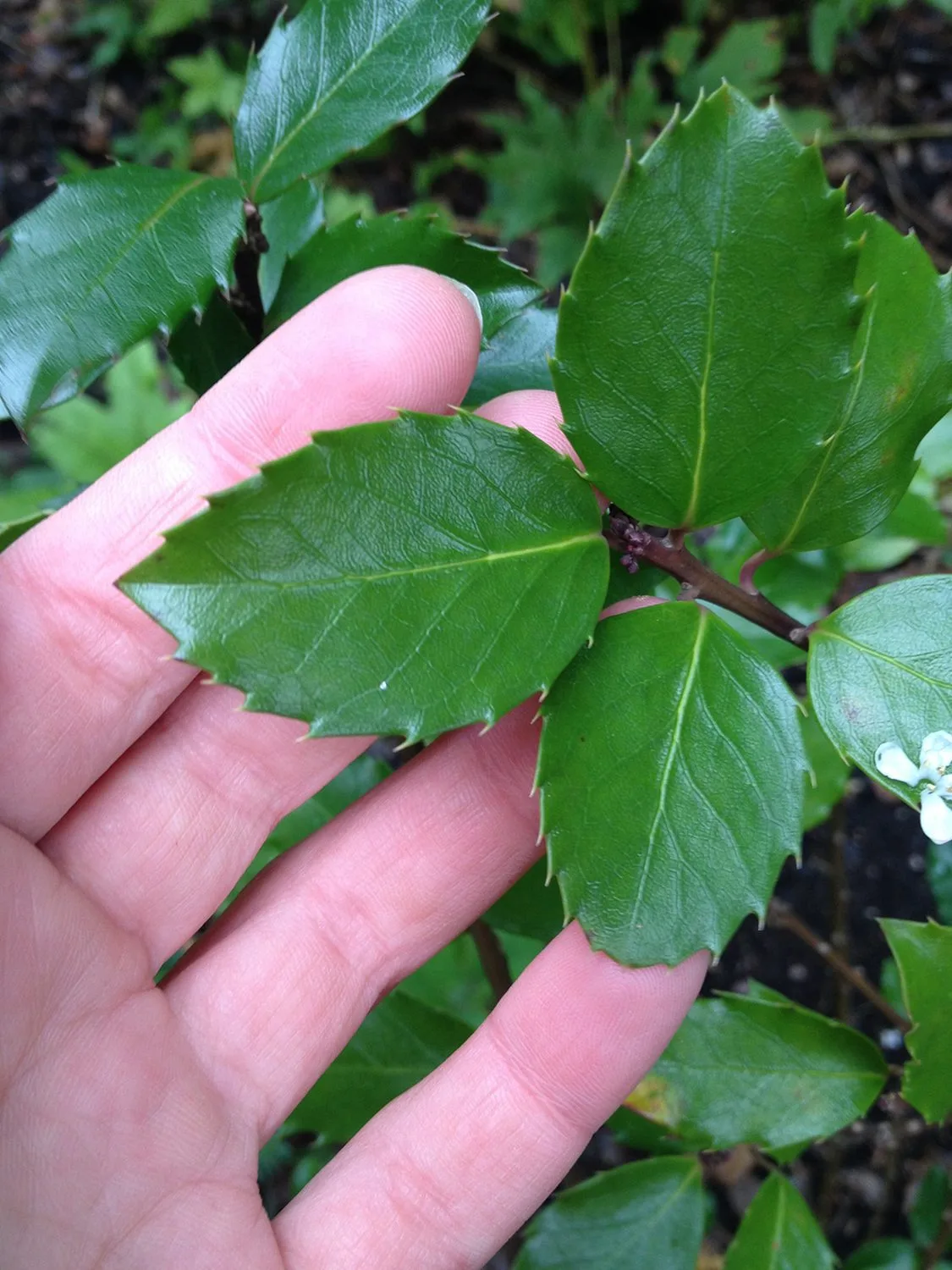 Ilex aquifolium 'Blue Prince' - Bild 2