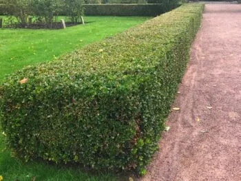 BUXUS