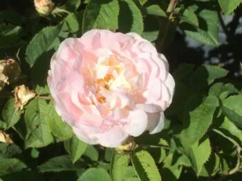 Rosa 'Great Maiden's Blush'