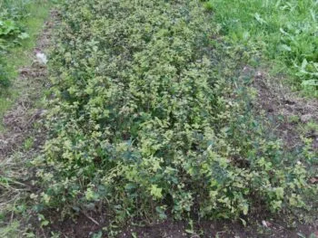 Lonicera morrowii 'Nor'