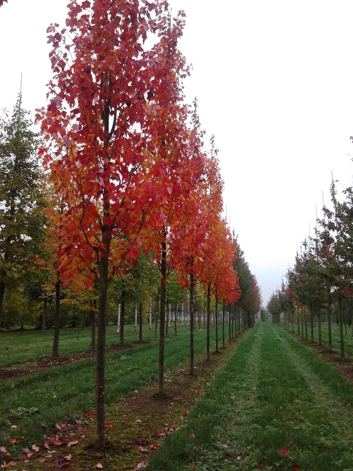 Acer rubrum 'Bowhall' - Image 2