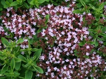 Origanum vulgare 'Compactum'